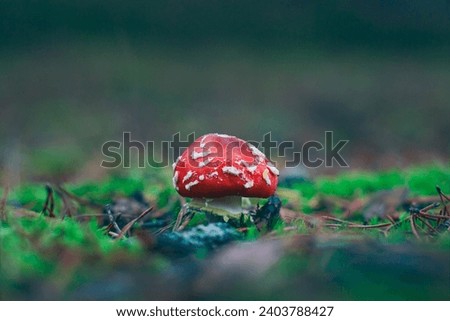 Young Amanita Muscaria, Known as the Fly Agaric or Fly Amanita: Healing and Medicinal Mushroom with Red Cap Growing in Forest. Can Be Used for Micro Dosing, Spiritual Practices and Shaman Rituals Royalty-Free Stock Photo #2403788427