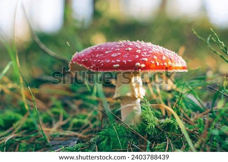 Mature Amanita Muscaria, Known as the Fly Agaric or Fly Amanita: Healing and Medicinal Mushroom with Red Cap Growing in Forest. Can Be Used for Micro Dosing, Spiritual Practices and Shaman Rituals Royalty-Free Stock Photo #2403788439