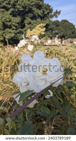 Beautiful White Rose in Park Picture 