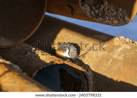 Explore the strength of large-diameter steel pipes on Shutterstock. High-quality images depict their resilience and industrial significance, ideal for