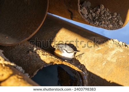 Explore the strength of large-diameter steel pipes on Shutterstock. High-quality images depict their resilience and industrial significance, ideal for