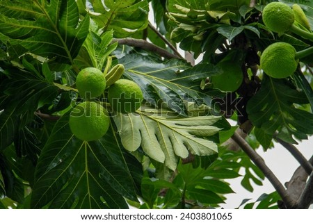 Breadfruit, kulur, arise or arise is the name of a type of tree that bears fruit. Breadfruit has no seeds and has a soft part, which resembles bread when cooked or fried.