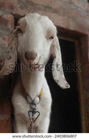 Perfect for website banners, marketing materials, or social media posts, the friendly demeanor of the goat brings a sense of warmth and authenticity to your visuals.