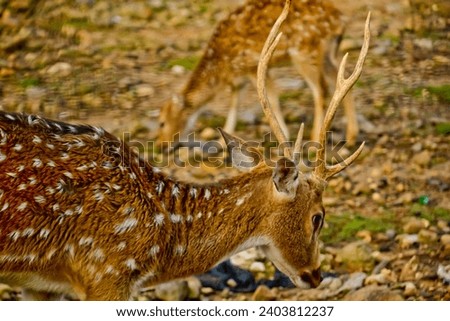 close up view of spotted deer in the wild