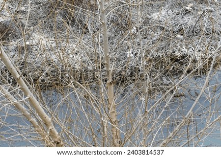 Close up of a leafless tree in a river bank with frozen dry grass in the background.