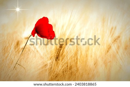 Beautiful Poppy Flower Picture In the Wheat Farm and sun shine on the sky