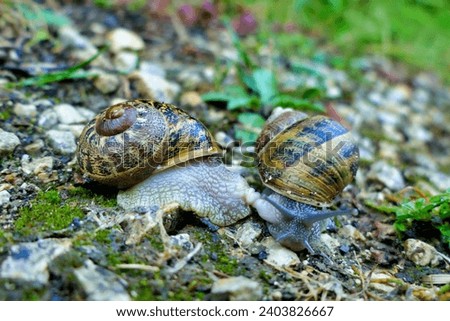 Close up of garden snails (Cornu aspersum) mating in the rain
 Royalty-Free Stock Photo #2403826667