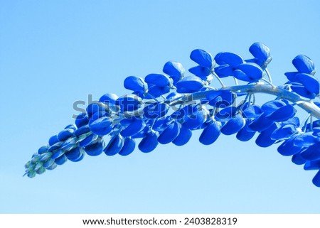 
Blue flower against the blue sky.Photo wallpaper.Background.Texture.