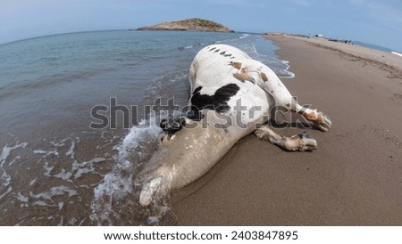 Dead cow in the beach, Death nature, dead animal, human ecology issues, The corpse of a cow in the Mediterranean sea Coast, dead animal, Jijel, Algeria, North Africa. Wild animals drowned in the sea. Royalty-Free Stock Photo #2403847895