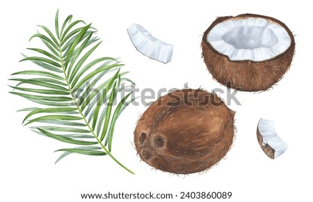 Coconut Set. Watercolor botanical illustration. Hand drawn clip art on isolated background. Tropical fruit and palm leaf. Sweet food drawing. Exotic nut for prints and stickers