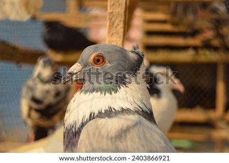 Close up of a specific pigeon in a cage. Close image of beautiful pigeons of a different kind. Indian Fantail fancy breed Pigeon kept in a cage for sale in the shop.Portrait of a beautiful pigeon.