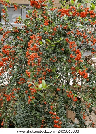 The heavy fruit clusters of Pyracantha seem to drip off the branches, adding beauty and interest to any winter landscape. (Photo by MSU Extension Serv