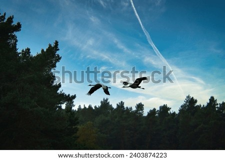 Two cranes fly over trees in a forest. Migratory birds on the Darss. Animal photo of birds from nature at the Baltic Sea.