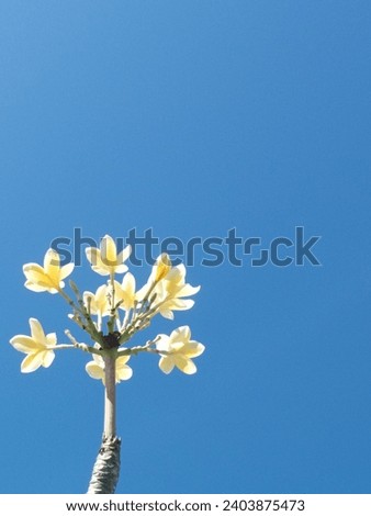 beautiful yellow flowers in the blue sky