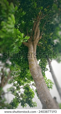 Seen from below, a large tree with lots of leaves