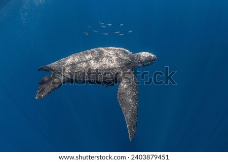 Pacific leatherback turtle and school of fish. Royalty-Free Stock Photo #2403879451