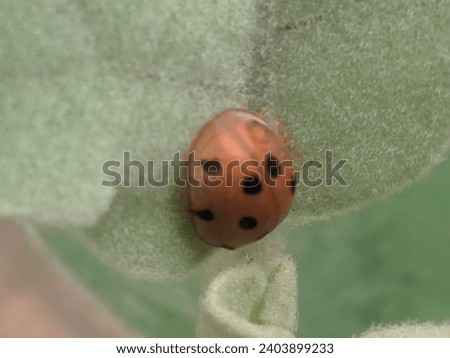 The picture of orange lady bug from behind