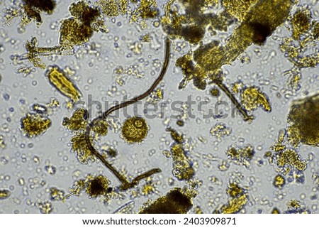 soil microorganism under the microscope recycling nutrients in a compost on a regenerative agriculture farm in australia, showing amoeba, fungi, fungal, microbes and nematodes in spring Royalty-Free Stock Photo #2403909871