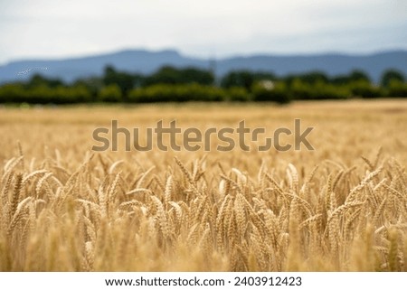 close up of a barley and wheat crop seed heads blowing in the wind in summer in australia