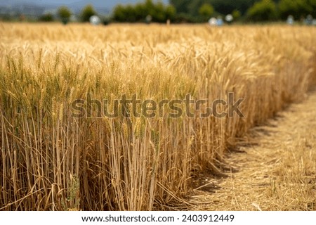 regenerative agriculture farm. growing wheat and barley crop Sustainable agriculture in Australia cropping ranch