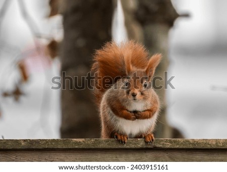 A sitting squirrel crossing its arms