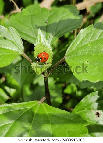 close up of a beautiful orange lady bug on green leaves.