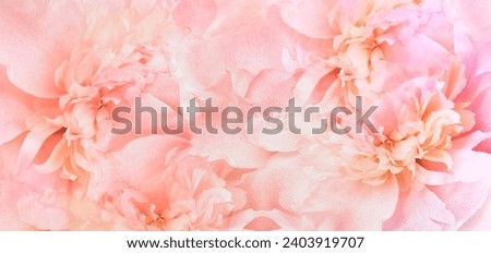 Peonies flowers.   Floral  pink background.  Closeup.  Nature.                   