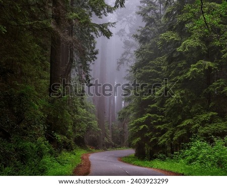 Thick forest, Fantasyland, fantasy forest,  road between forests, forest trees, Royalty-Free Stock Photo #2403923299