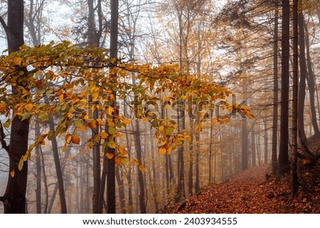 Beautiful forest on a foggy autumn day. Autumnal mysterious forest trees with yellow leaves.