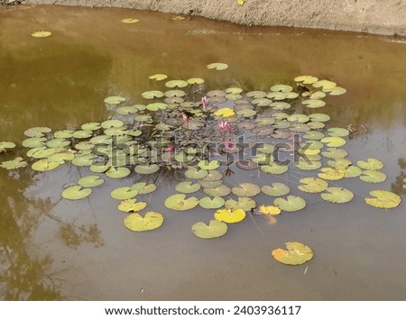 Picture of lotus bloom in standing water