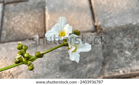 small white flower  hanging on its branch, viewed from the top against grey material background. selective focus for copy space and specific design