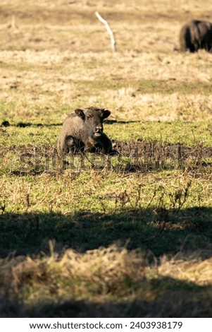 Captivity animals pictured in the Romanian Bison Reserve from Buzau