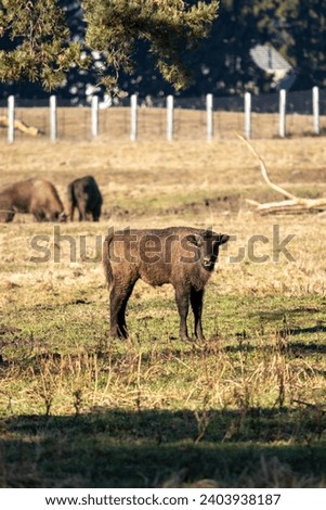 Captivity animals pictured in the Romanian Bison Reserve from Buzau