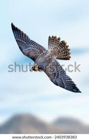 Low angle view of bird flying against sky Royalty-Free Stock Photo #2403938383