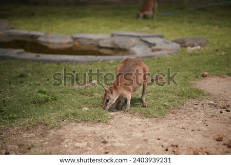 Walabi was like kangaroo but  smaller, one of the animals at the Solo Safari Zoo.