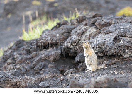 Arctic ground squirrel in the Tolbachik area Kamchatka Russia