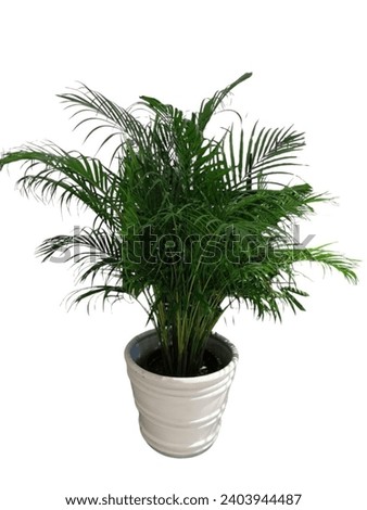 Trees in a classic white pot. For home and office decoration on a white background. Royalty-Free Stock Photo #2403944487