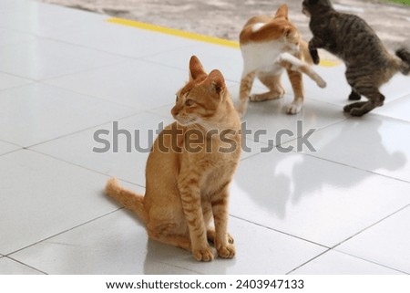 An adult cat with orange fur, sitting on the white ceramic floor of the terrace. Tame and cute. Selected focus.