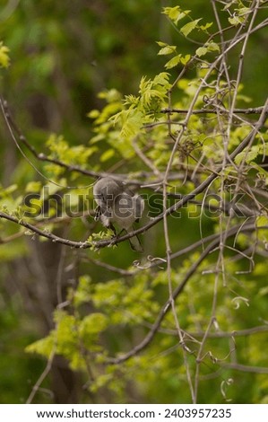 Northern Mockingbird sitting on a branch preening in Eastern Neck NWR