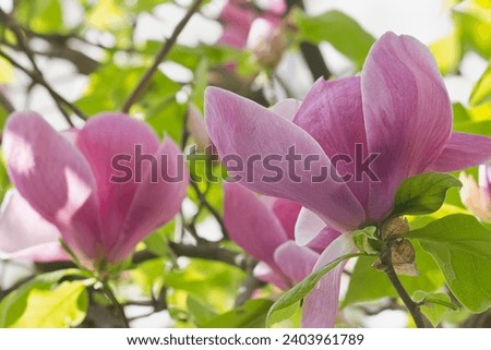 the pink flowers of Sulanja magnolia on the tree. A spring flowering tree.