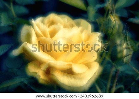 A yellow rose bud bloomed in the garden, a beautiful flower photographed with double exposure, the optical effect creates a magical and mystical picture