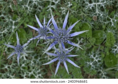 Blue thistle flower with blur background
