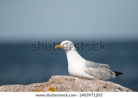 Gull sitting on a rock in front of baltic sea
