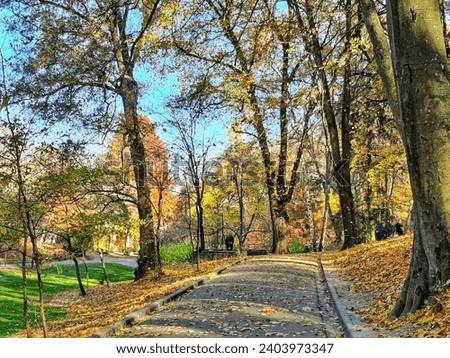 park, autumn, colored leaves, incredible beauty