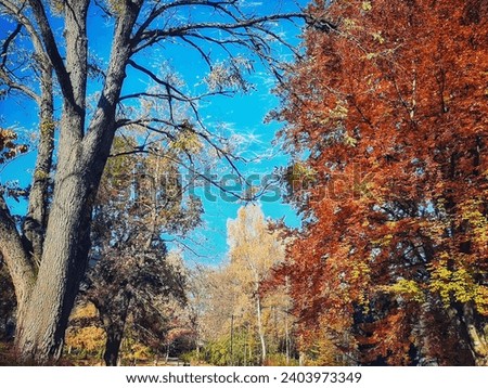 park, autumn, colored leaves, incredible beauty