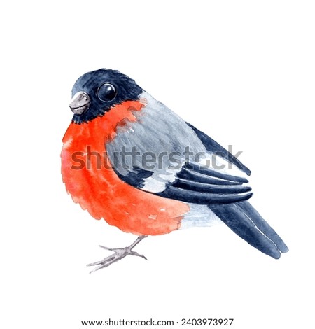 Watercolor clip art, Bullfinch, red chested birds, Children illustration for winter pictures