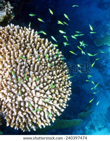 Colorful coral reef with hard corals at the bottom of tropical sea