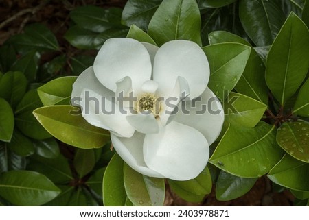 Flower of the famous Magnolia grandiflora or  evergreen magnolia, bull-bay, big-laurel, or large-flower magnolia