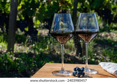 Tasting of red Bordeaux wine, Merlot or Cabernet Sauvignon red wine grapes on cru class vineyards in Pomerol, Saint-Emilion wine making region, France, Bordeaux Royalty-Free Stock Photo #2403980457