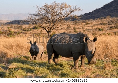 Rhinoceros mother and her calf with horns